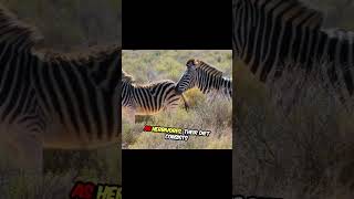 Amazing Zebra animals zebra animallover [upl. by Einnal446]