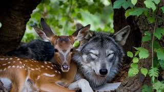 Best Friends The Deer and the Wolf animalshorts [upl. by Feola]