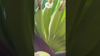 Baby banana pisang awak fruit plants [upl. by Urien]