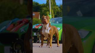 Pitbull vs presa canario fight who would win😱🔥facts shorts dog pitbull shortsvideo [upl. by Nich]