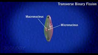 TRANSVERSE BINARY FISSION FORMING 👌😍😎 [upl. by Jonme490]