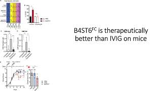 B4ST6FC Glycosyltransferase engineered antibody has better therapeutic results on mice Code 692 [upl. by Yelah]