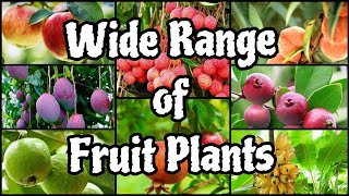 Wide Range of Fruit plants at Saini Plant HomeRamiyas Gardening and Travel Vlogs [upl. by Ardnoed]