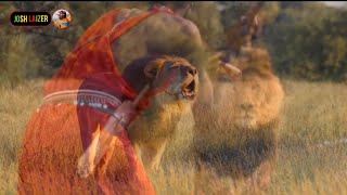 Maasai vs Lion Osinkolio Loongwesi [upl. by Cramer]