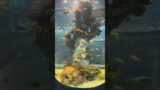 Vgp Marine Kingdom vgpmarinekingdom vgpuniversalkingdom vgptamilsangam marinekingdom tamilvlog [upl. by Ahsiened]