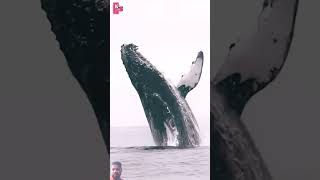 whale dead and ocean animals trending 1milian like and subscribe my channel is [upl. by Harrod]