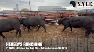 HEGEDYS RANCHING 27 BWF Bred Heifers Due April 5th [upl. by Laohcin216]