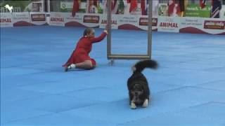 Jessy amp Elke Boxoen  2019 FCI DogDancing World Championship FS Final [upl. by Aiderfla749]