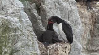 Magellan cormorant Phalacrocorax magellanicus feeding chick Falkland Islands [upl. by Allcot]