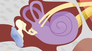 How the Ears Work  Nemours KidsHealth [upl. by Lleddaw]