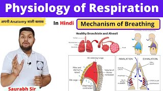 Mechanism of RespirationPhysiology of respiration in Hindi inspiration expirationNursing NEET [upl. by Erasmo619]