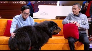 TIBETAN MASTIFF Anjing Terbesar dan Termahal Di Dunia  HITAM PUTIH 010219 PART 3 [upl. by Jahdai]