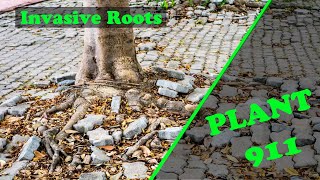 HELP Invasive Roots  Plant 911 [upl. by Patman953]