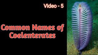 Common Names of Coelenterates UPTGT Biology PGT Zoology amp For All Examination Video5 [upl. by Erlinna]