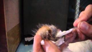 feeding my baby slow loris [upl. by Mackie]