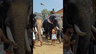 ഈ പാപ്പാന്മാരുടെ പെരുമാറ്റം 😍❤️ keraleeyan elephant aana [upl. by Kir]