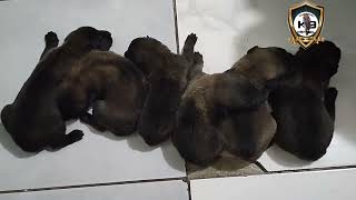 1st Deworming  2 Weeks Old Malinois Puppy [upl. by Robert]