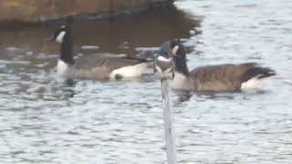 Belted Kingfisher cant be bothered by geese [upl. by Lleret]