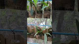 ANGGREK HITAM KALIMANTAN  Coelogyne pandurata [upl. by Bolling]