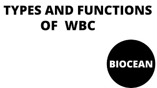 types of wbc simplified white blood cells classificationfunctions of white blood cells [upl. by Ayifas]