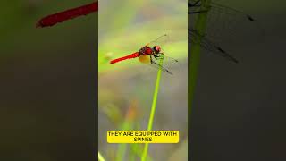 Dragonflies  Flying in Place animalfacts animalshorts insects dragonfly [upl. by Etsirk]