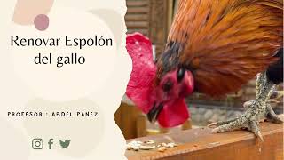 RENOVAR EL ESPOLON DE GALLO  NO CORTAR LAS ESPUELAS [upl. by Leuqim98]