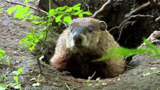 True Facts About the Groundhog [upl. by Isle]