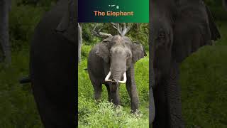 Top 10 Herbivorous Animals 🐾 Nature’s Plant Eaters [upl. by Gilmore]