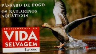 Vida Selvagem 35  Pássaro de Fogo [upl. by Sonja438]