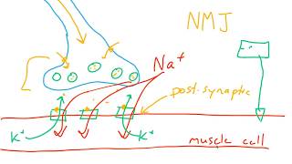 Nervous system graded potentialspart 23 [upl. by Erkan]