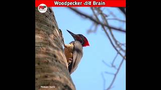 Woodpecker এর Brain কেন ফেটে যায় না shorts birds [upl. by Ahsiemat]