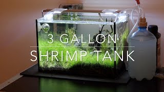 My 3 gallon shrimp tank [upl. by Aicilegna368]