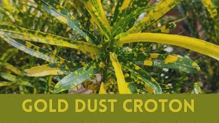 How to grow and care croton plant  Best variety of croton for outdoor  Gold dust croton thin [upl. by Files]