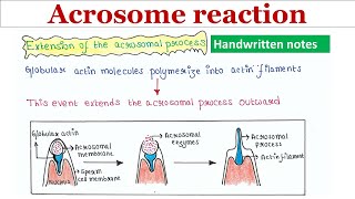 Acrosome reaction  Handwritten notes [upl. by Rehpotisrhc]