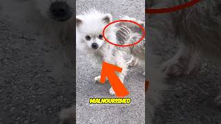 The dog wasn’t FEED 😡 shorts rescue dog [upl. by Mylander]