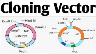 Cloning Vectors Biotechnology Unit 2 B Pharm 6 Sem cloningvector [upl. by Dibb]