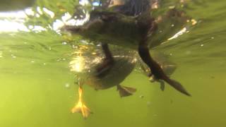 Amazing Ducklings SwimmingUnderwater View [upl. by Rumilly]