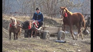 Poneii lui Dragos de la Rascruci Cluj  2019 Nou [upl. by Nonnac236]