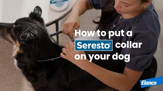 How to Put a Seresto® Collar on Your Dog [upl. by Eigram]