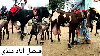 Faisalabad bakra mandi new updates beetal milking goats haider tv vlog [upl. by Dlaregztif]