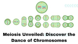 Meiosis Unveiled Discover the Dance of Chromosomes [upl. by Nauqyaj]