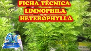 FICHA TÉCNICA PLANTA LIMNOPHILA HETEROPHYLLA [upl. by Econah]