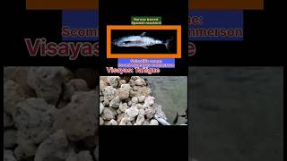 Narrow barred Spanish mackerel Scientific name Scomberomorus commerson shortvideos seacreatures [upl. by Miltie]