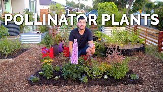 11 MUST Grow Pollinator Garden Plants 🐝 [upl. by Garrett]