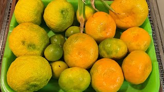 Mini Garden Tour GIANT SATSUMAS amp Fertilizing My Citrus satsuma containergardening gardening [upl. by Merchant178]