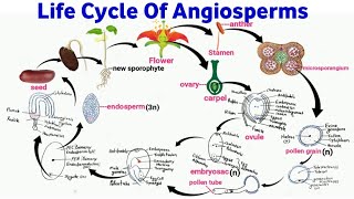 life cycle of flowering plants  angiosperm life cycle  reproduction in flowering plants [upl. by Vedis]