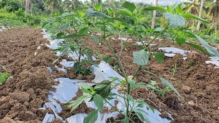 PAANO MAG PRUNING SA SILI SIGNIFICANCE OF PRUNING IN PEPPER 🌶 FARMING  BEGINNERS GUIDE [upl. by Guildroy282]