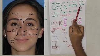 NASAL SEPTUM  ANATOMYHEAD AND NECKWITH NOTES IN TAMIL [upl. by Akehsyt]