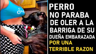 Perro No paraba de oler la barriga de su dueña embarazada después descubren la horrible razón [upl. by Rolan651]