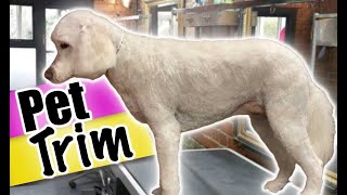 GOLDENDOODLE Pet TRIM Step by Step DETAILED Instructions for the Beginner Groomer [upl. by Swithin]